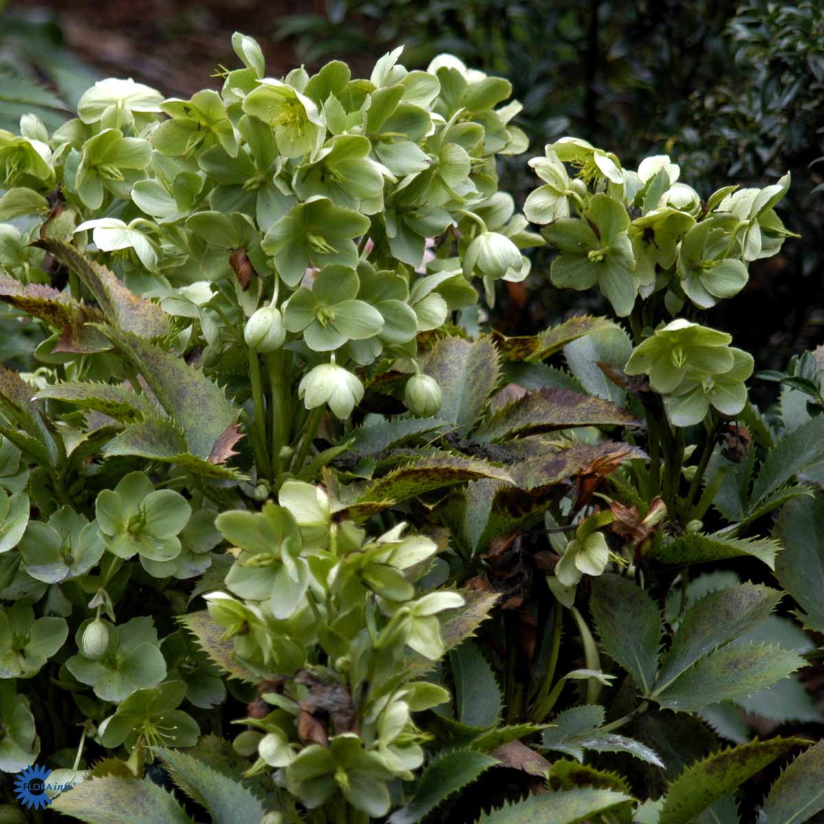 Bilde av Helleborus sternii-Spanne Plantesalg