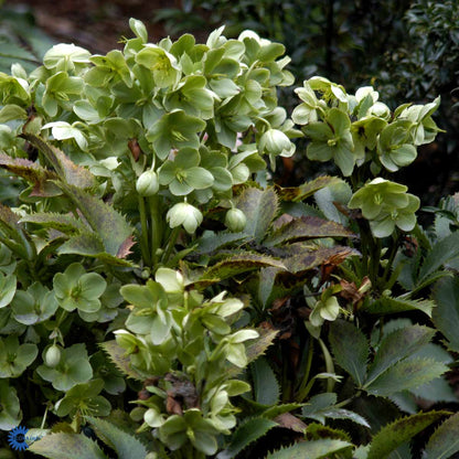 Bilde av Helleborus sternii-Spanne Plantesalg