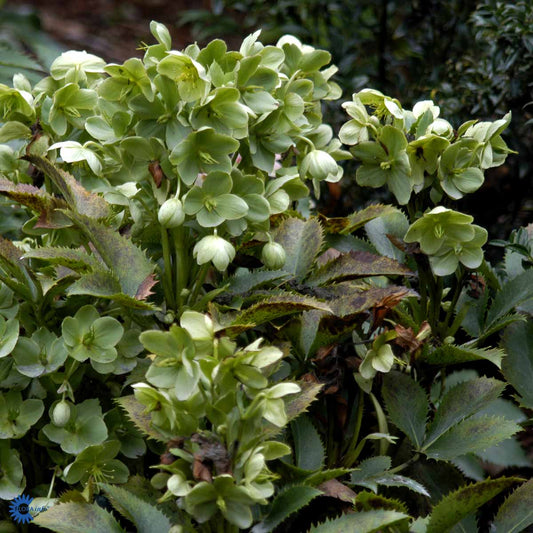 Bilde av Helleborus sternii-Spanne Plantesalg