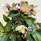 Bilde av Helleborus ‘ViV Valeria’-Spanne Plantesalg