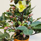 Bilde av Helleborus ‘ViV Valeria’-Spanne Plantesalg