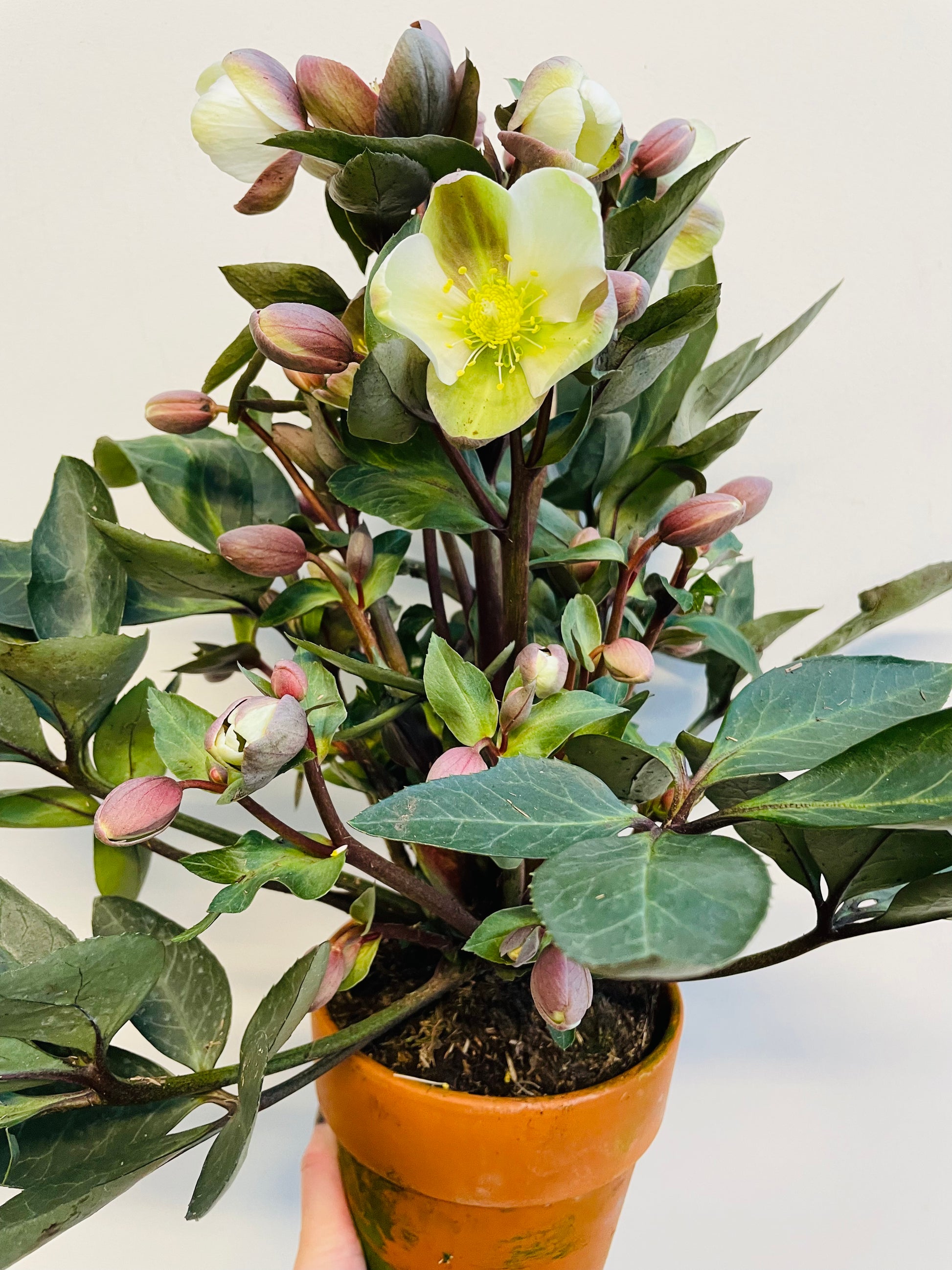 Bilde av Helleborus ‘ViV Valeria’-Spanne Plantesalg