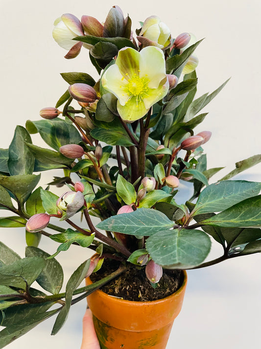 Bilde av Helleborus ‘ViV Valeria’-Spanne Plantesalg