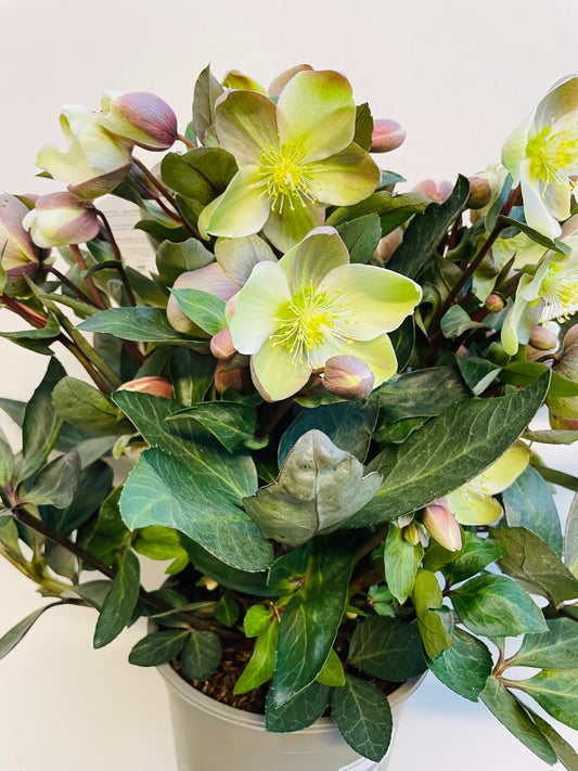 Bilde av Helleborus ‘ViV Valeria’-Spanne Plantesalg