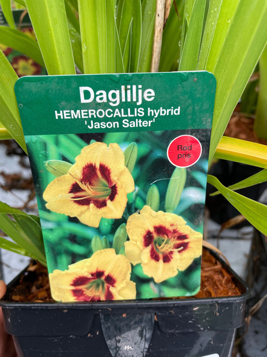 Bilde av Hemerocallis 'Jason Salter'-Spanne Plantesalg