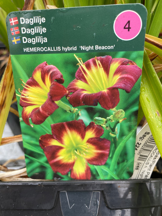 Bilde av Hemerocallis 'Night Beacon'-Spanne Plantesalg