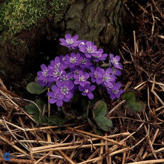 Bilde av Hepatica nobilis-Spanne Plantesalg