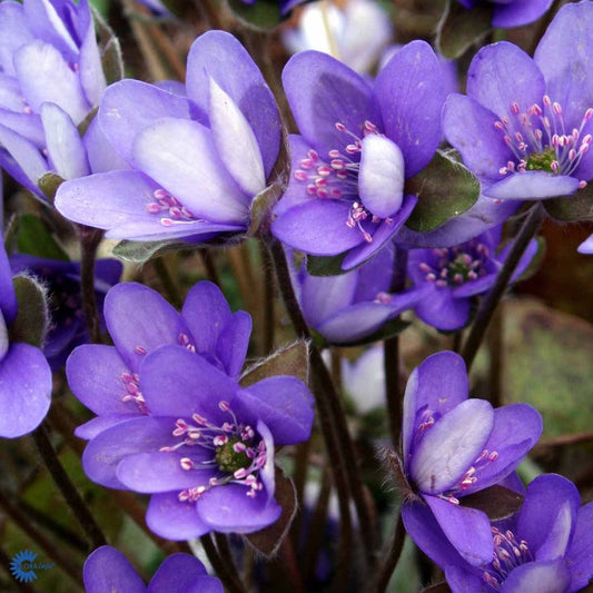 Bilde av Hepatica nobilis-Spanne Plantesalg