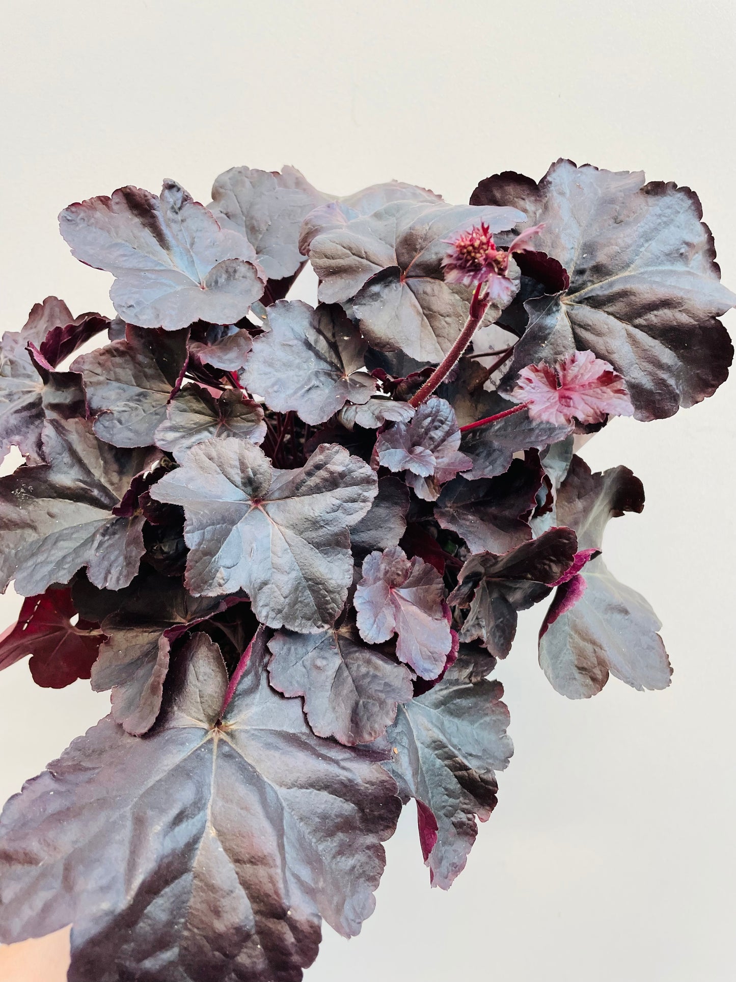 Bilde av Heuchera ‘Binoche’-Spanne Plantesalg