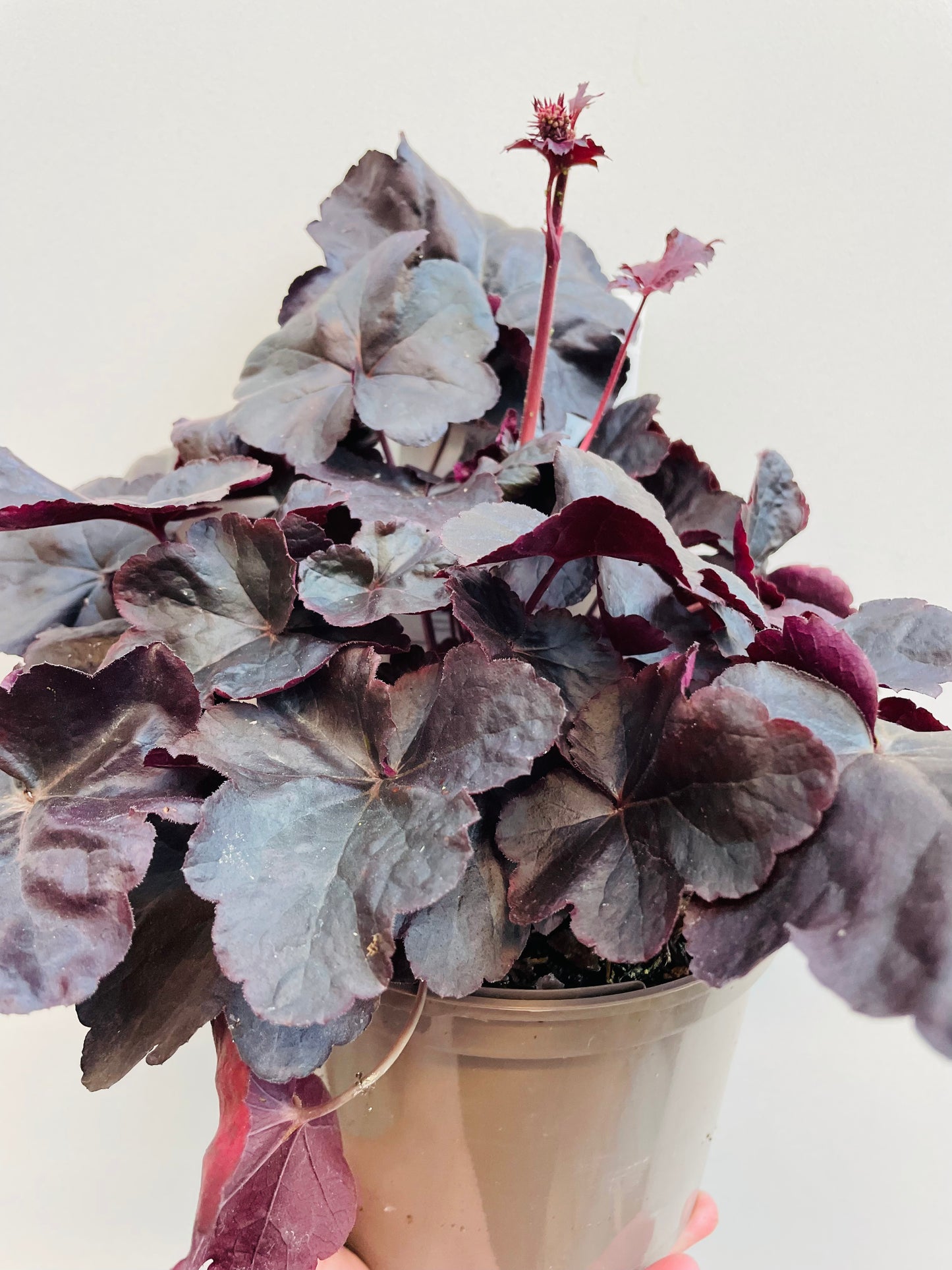 Bilde av Heuchera ‘Binoche’-Spanne Plantesalg