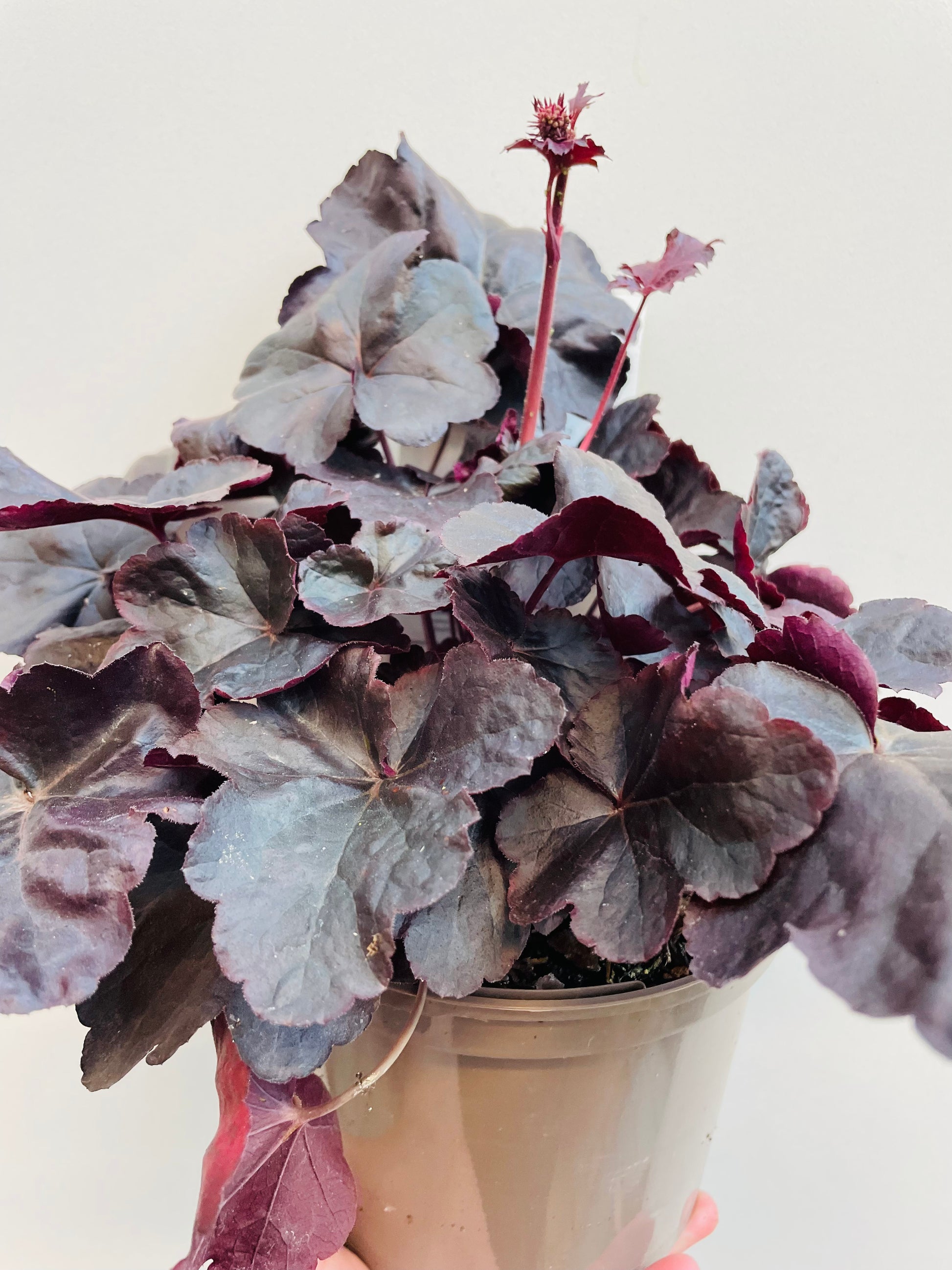 Bilde av Heuchera ‘Binoche’-Spanne Plantesalg