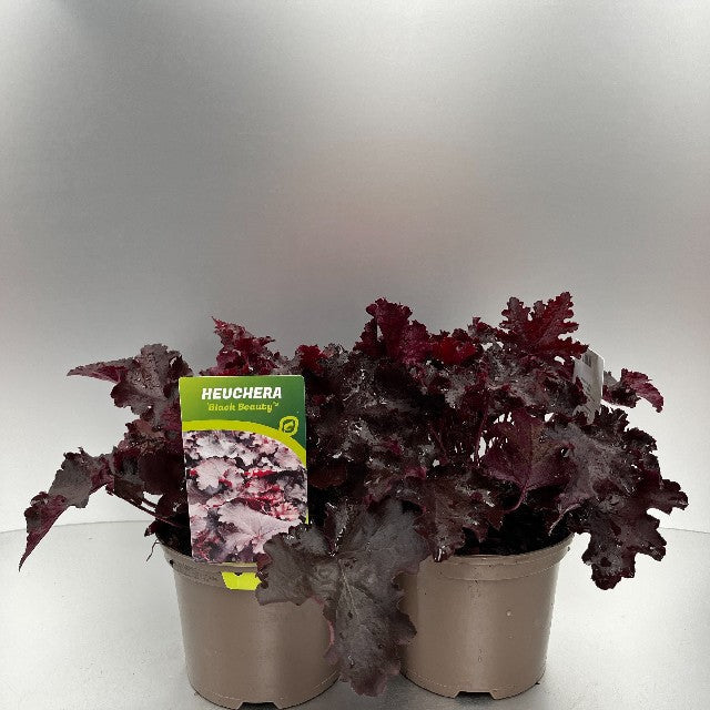 Bilde av HEUCHERA BLACK BEAUTY-Spanne Plantesalg