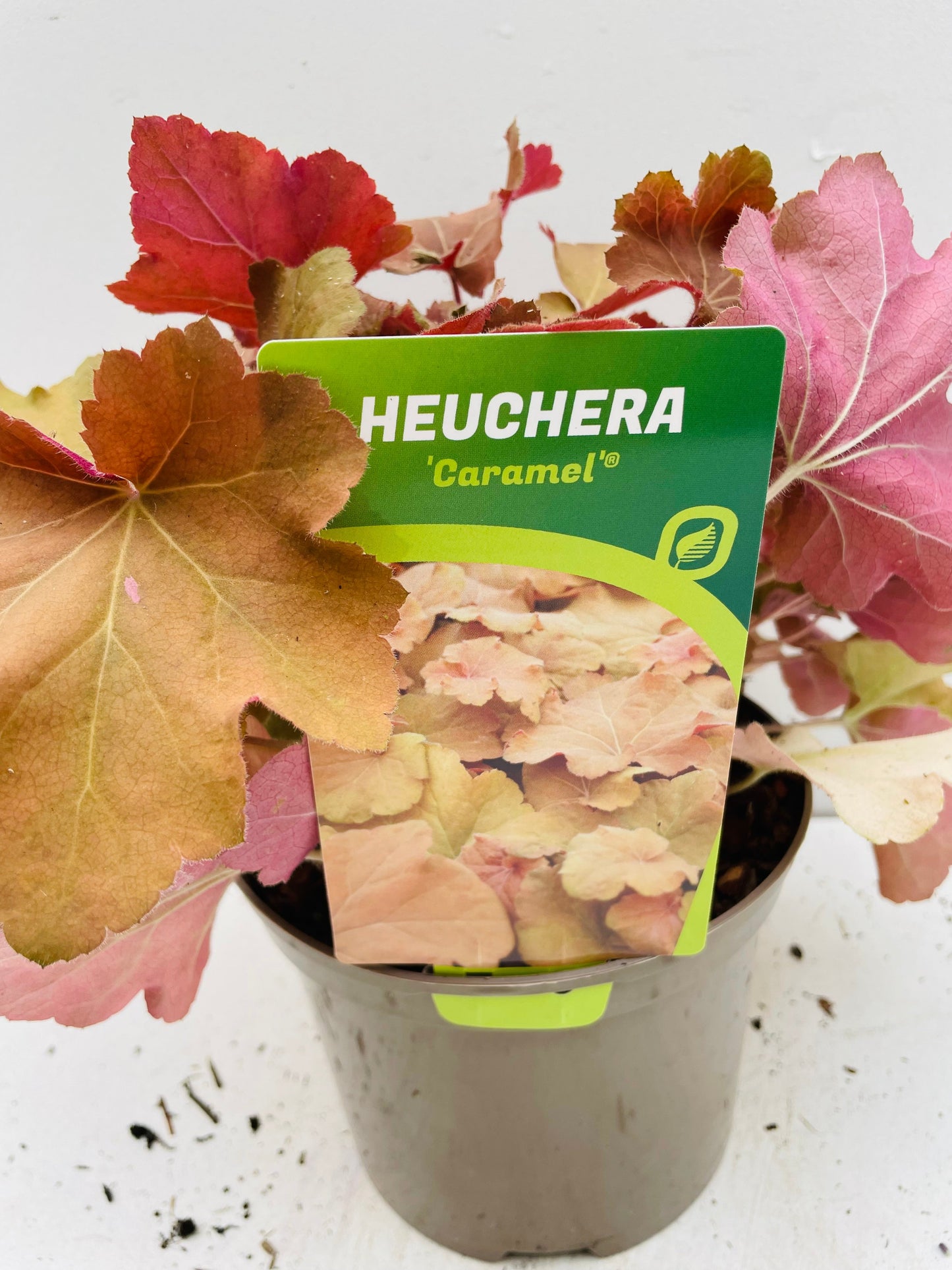 Bilde av HEUCHERA CARAMEL-Spanne Plantesalg