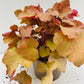 Bilde av HEUCHERA CARAMEL-Spanne Plantesalg