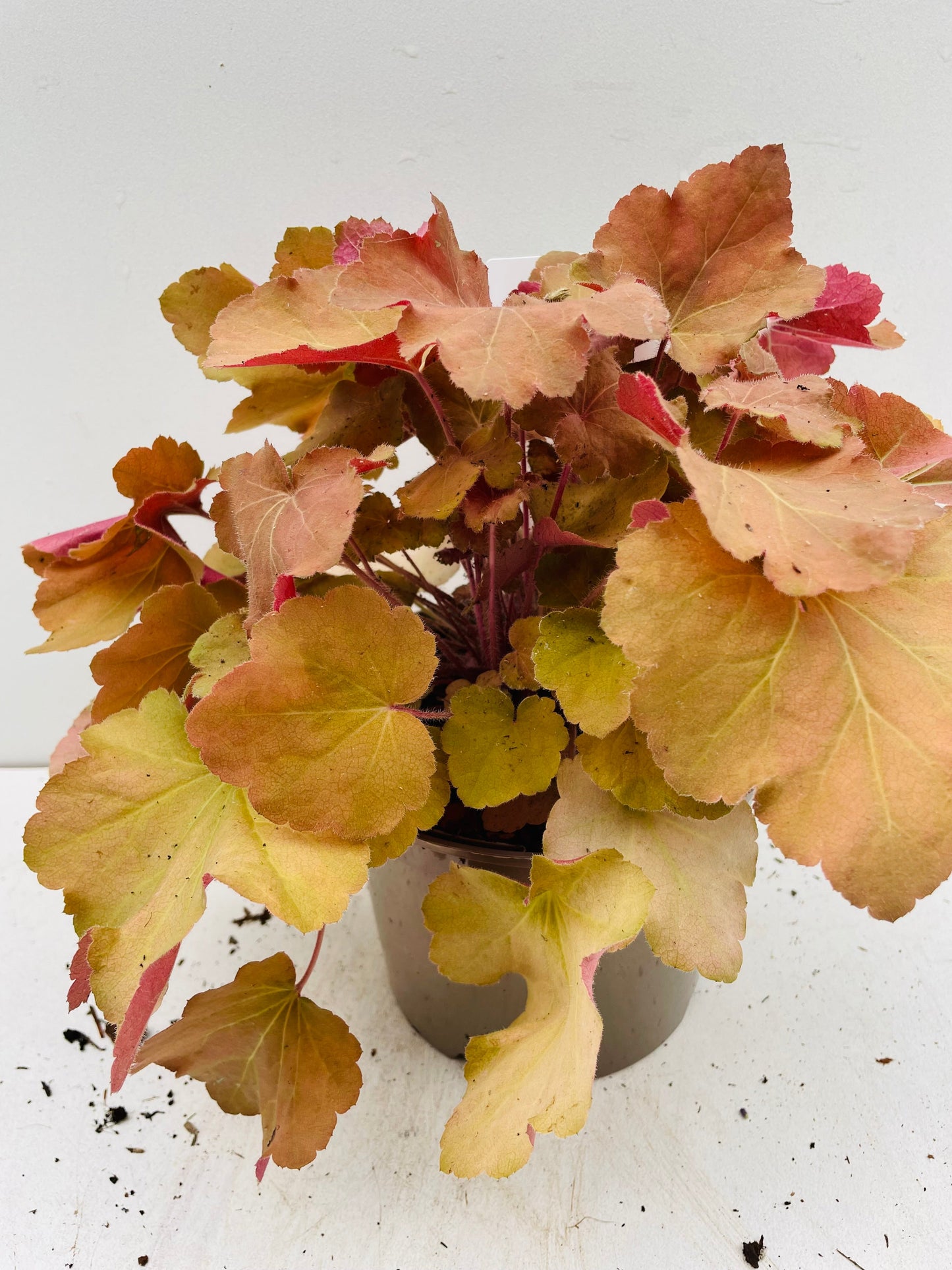 Bilde av HEUCHERA CARAMEL-Spanne Plantesalg