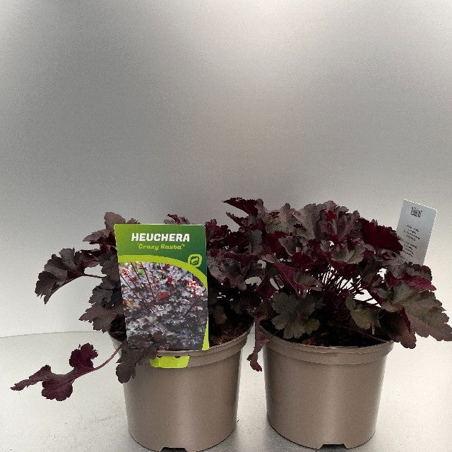Bilde av Heuchera Crazy Rasta-Spanne Plantesalg