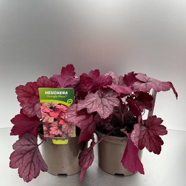 Bilde av HEUCHERA GEORGIA PLUM-Spanne Plantesalg