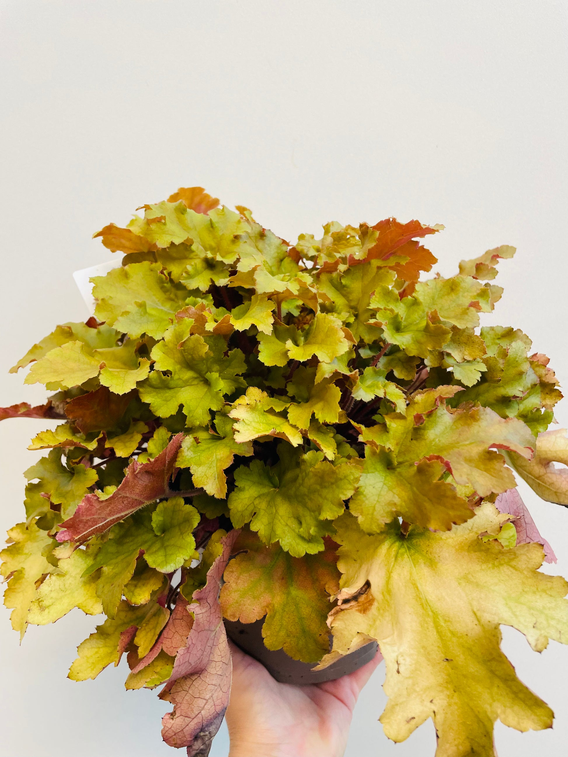 Bilde av Heuchera ‘Marmalade’-Spanne Plantesalg