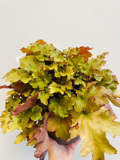Bilde av Heuchera ‘Marmalade’-Spanne Plantesalg