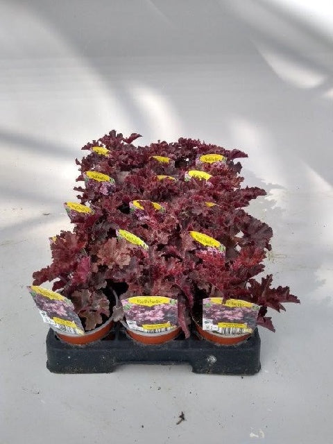 Bilde av HEUCHERA MELTING FIRE-Spanne Plantesalg