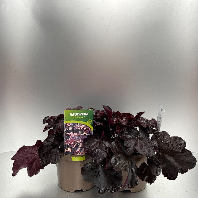 Bilde av HEUCHERA OBSIDIAN-Spanne Plantesalg