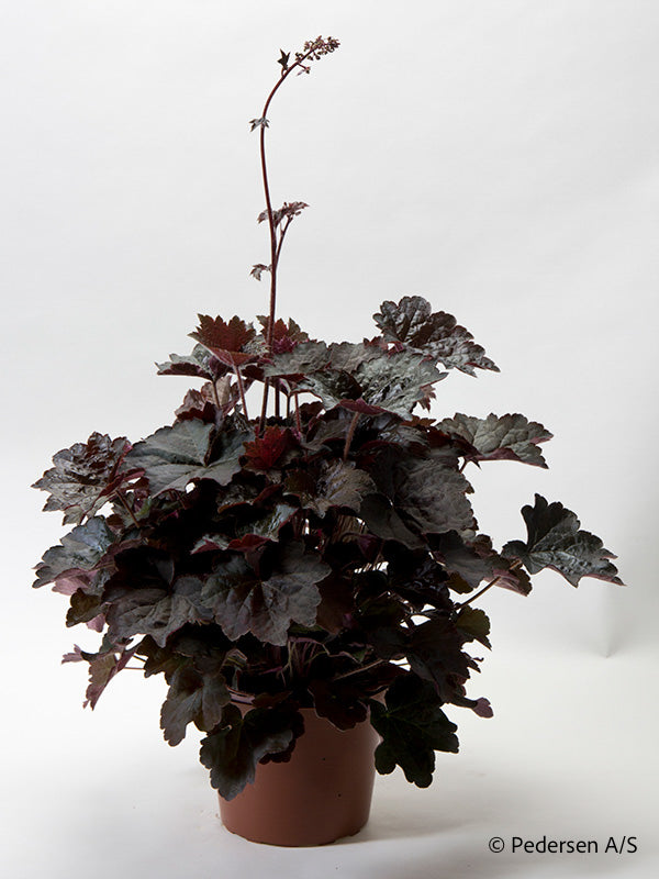 Bilde av HEUCHERA Palace Purple-Spanne Plantesalg