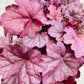 Bilde av Heuchera ‘Pink Panter’-Spanne Plantesalg