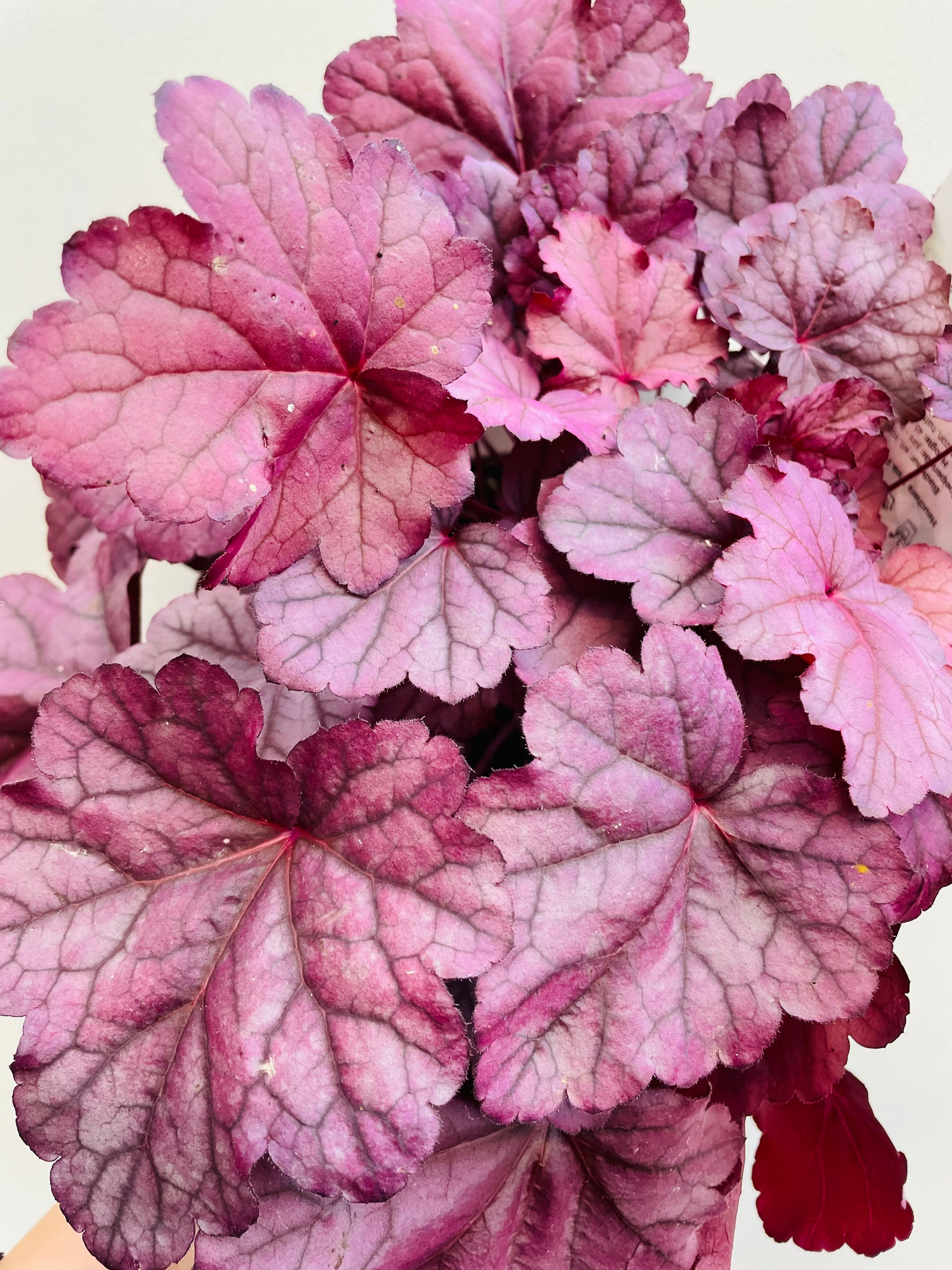 Bilde av Heuchera ‘Pink Panter’-Spanne Plantesalg