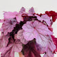 Bilde av Heuchera ‘Pink Panter’-Spanne Plantesalg