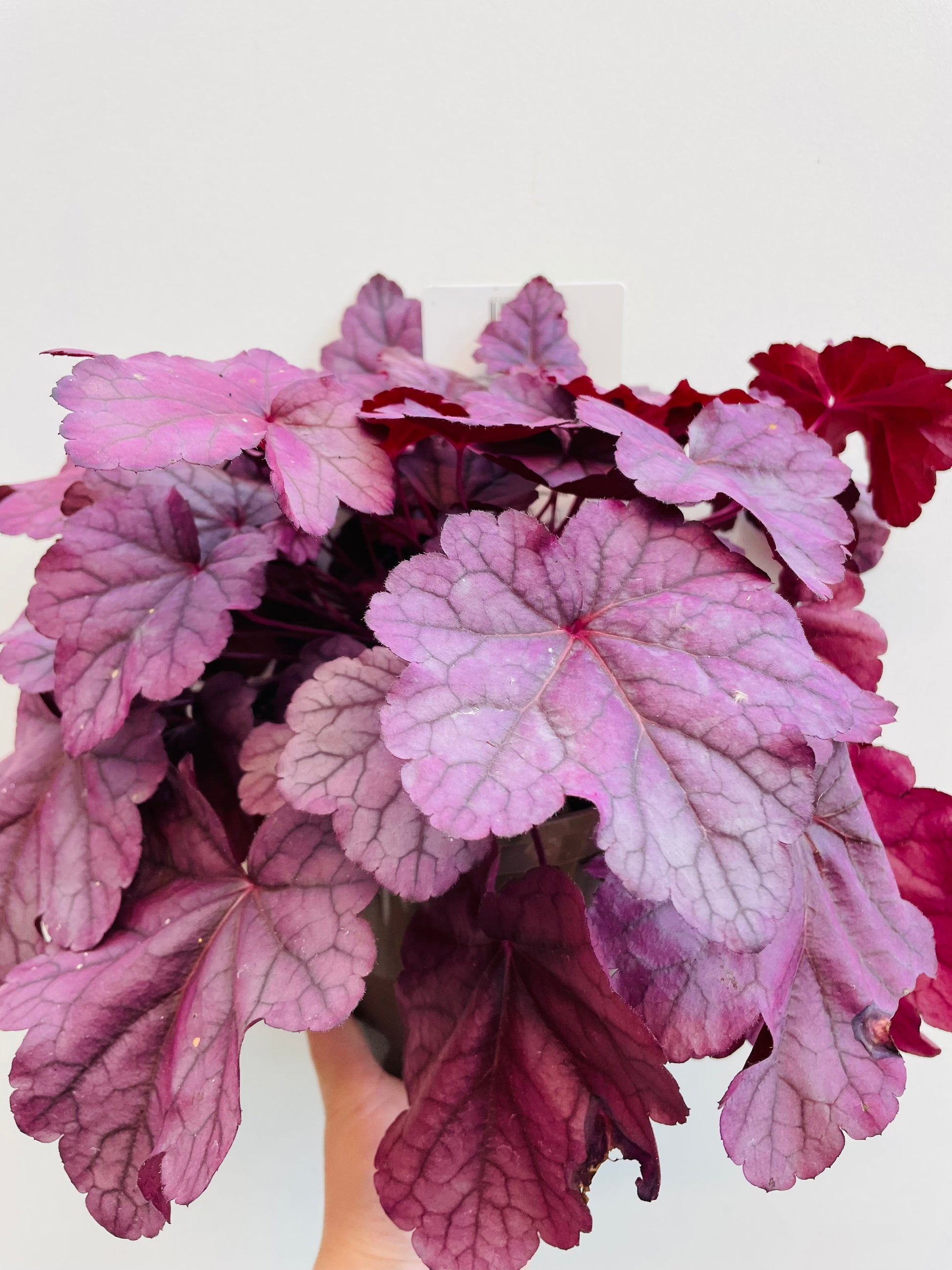 Bilde av Heuchera ‘Pink Panter’-Spanne Plantesalg