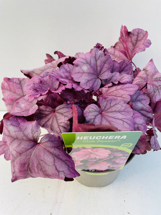 Bilde av HEUCHERA PINK PANTER-Spanne Plantesalg