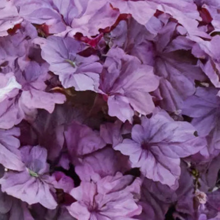 Bilde av Heuchera Pink Panter-Spanne Plantesalg