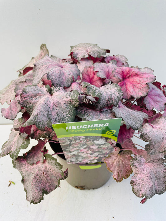 Bilde av HEUCHERA PINKY PANKY-Spanne Plantesalg