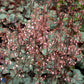 Bilde av Heuchera 'Regina'-Spanne Plantesalg