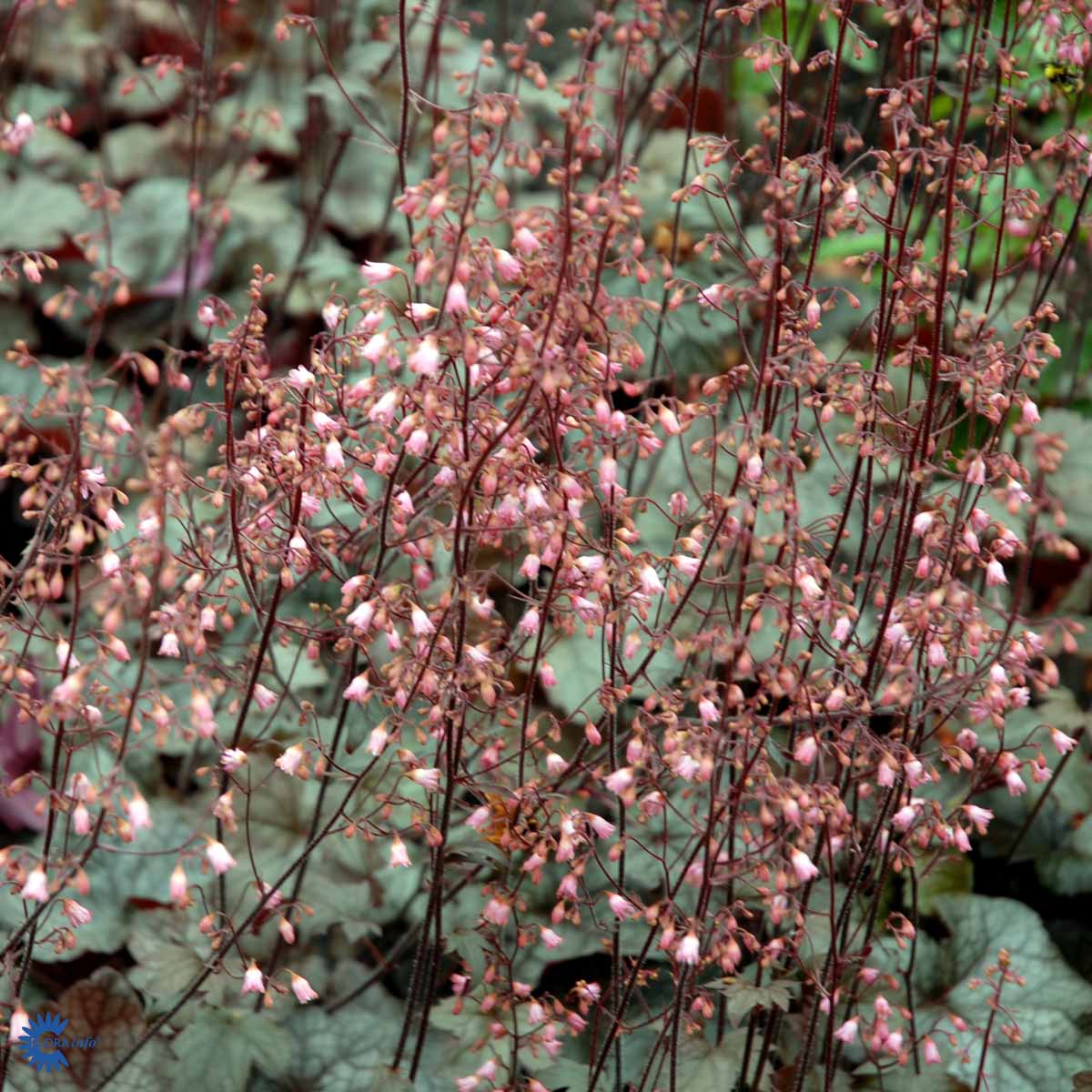 Bilde av Heuchera 'Regina'-Spanne Plantesalg