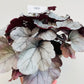 Bilde av Heuchera ‘Silver Gumdrop’-Spanne Plantesalg