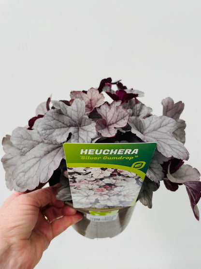 HEUCHERA SILVER GUMDROP®