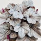 Bilde av Heuchera ‘Silver Gumdrop’-Spanne Plantesalg