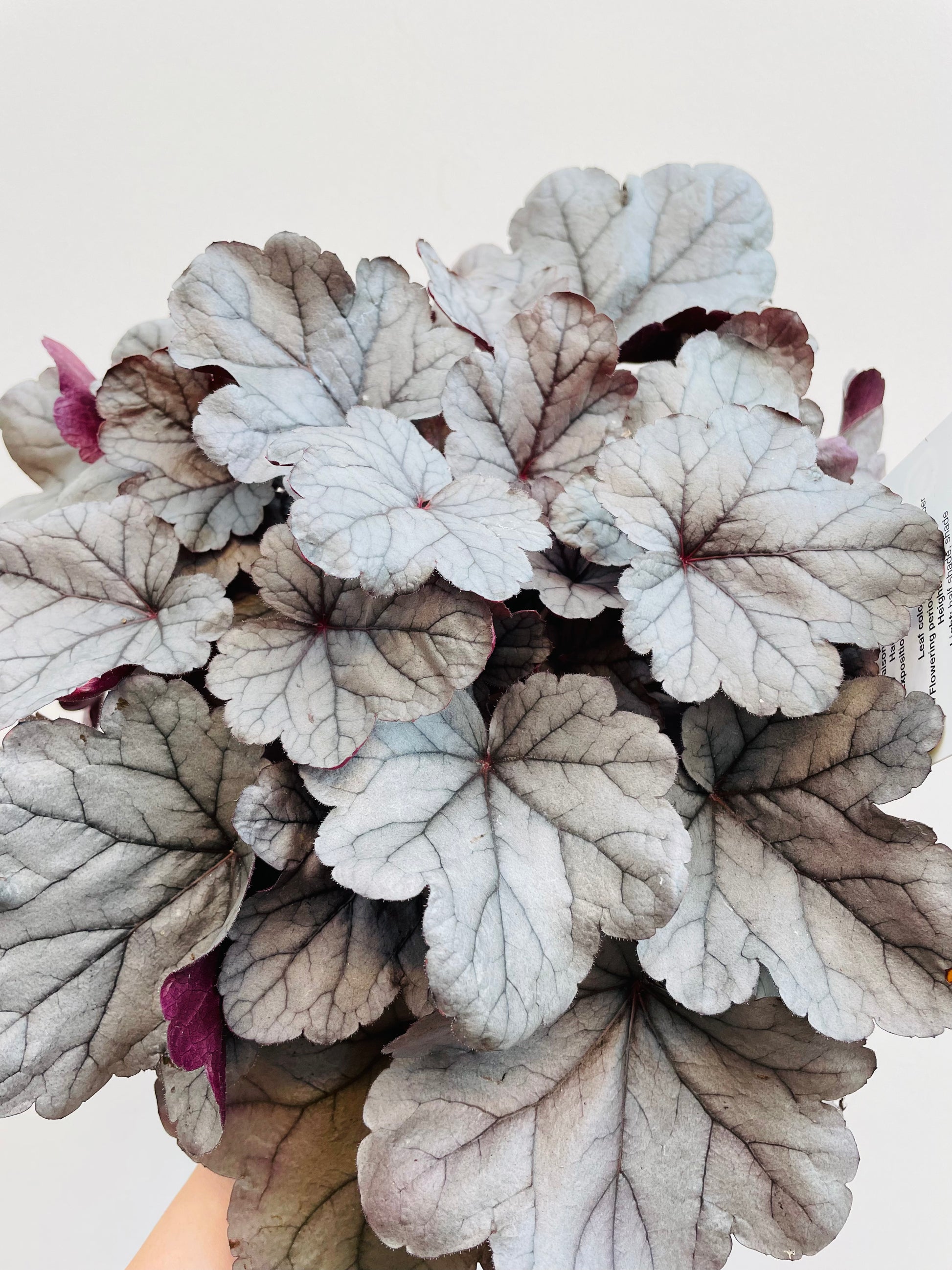 Bilde av Heuchera ‘Silver Gumdrop’-Spanne Plantesalg