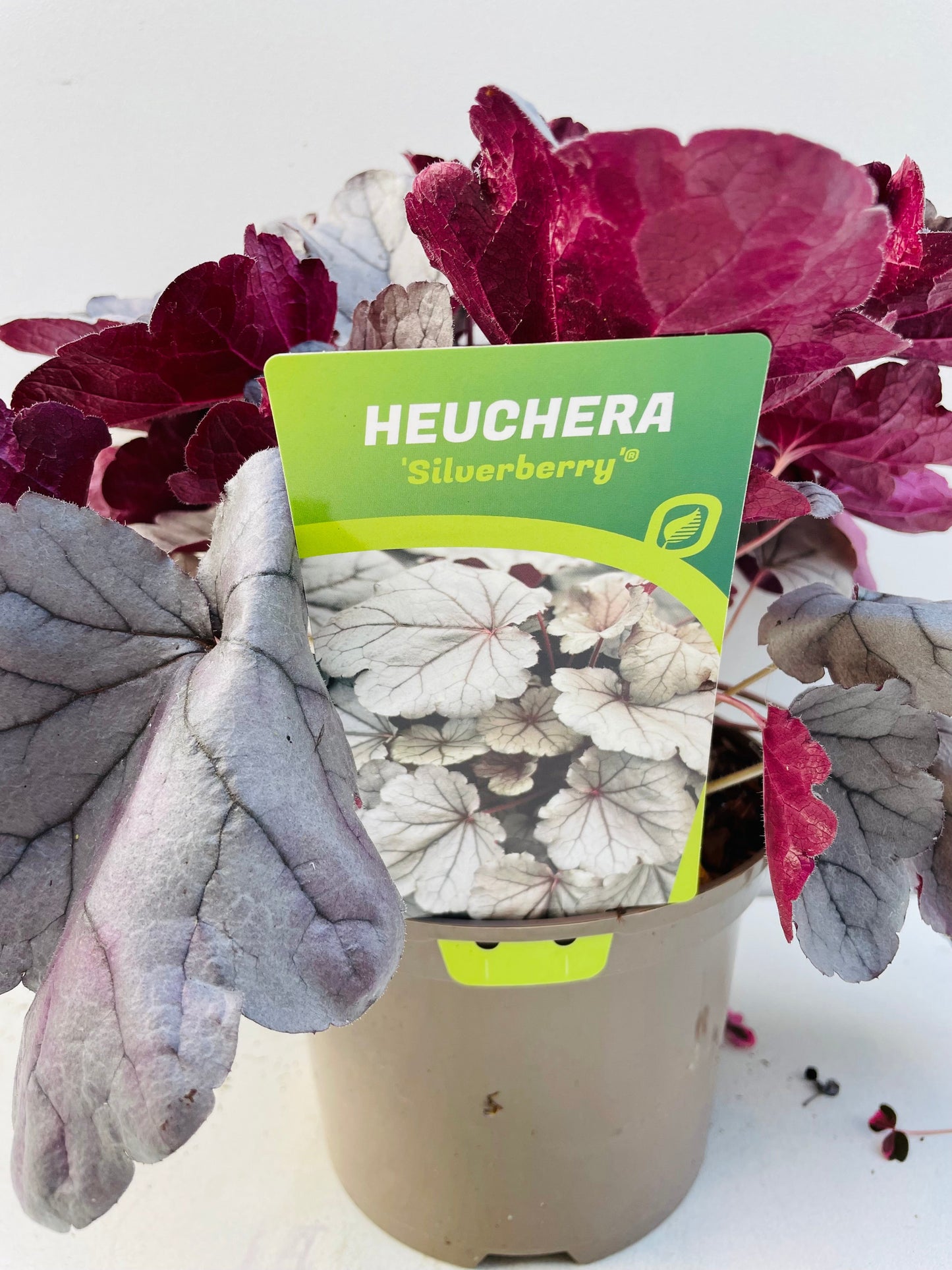 Bilde av HEUCHERA SILVERBERRY-Spanne Plantesalg