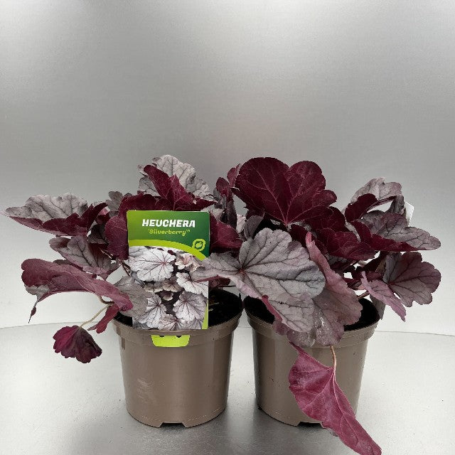 Bilde av HEUCHERA SILVERBERRY-Spanne Plantesalg