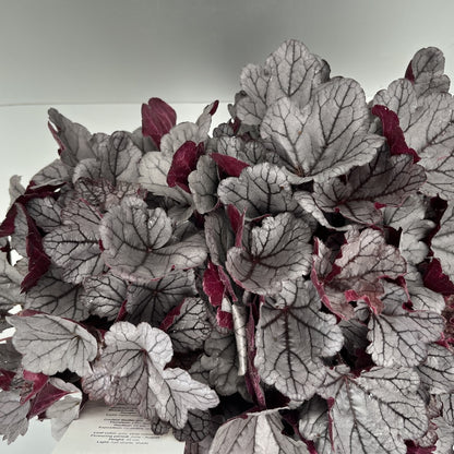 Bilde av Heuchera Silverberry-Spanne Plantesalg