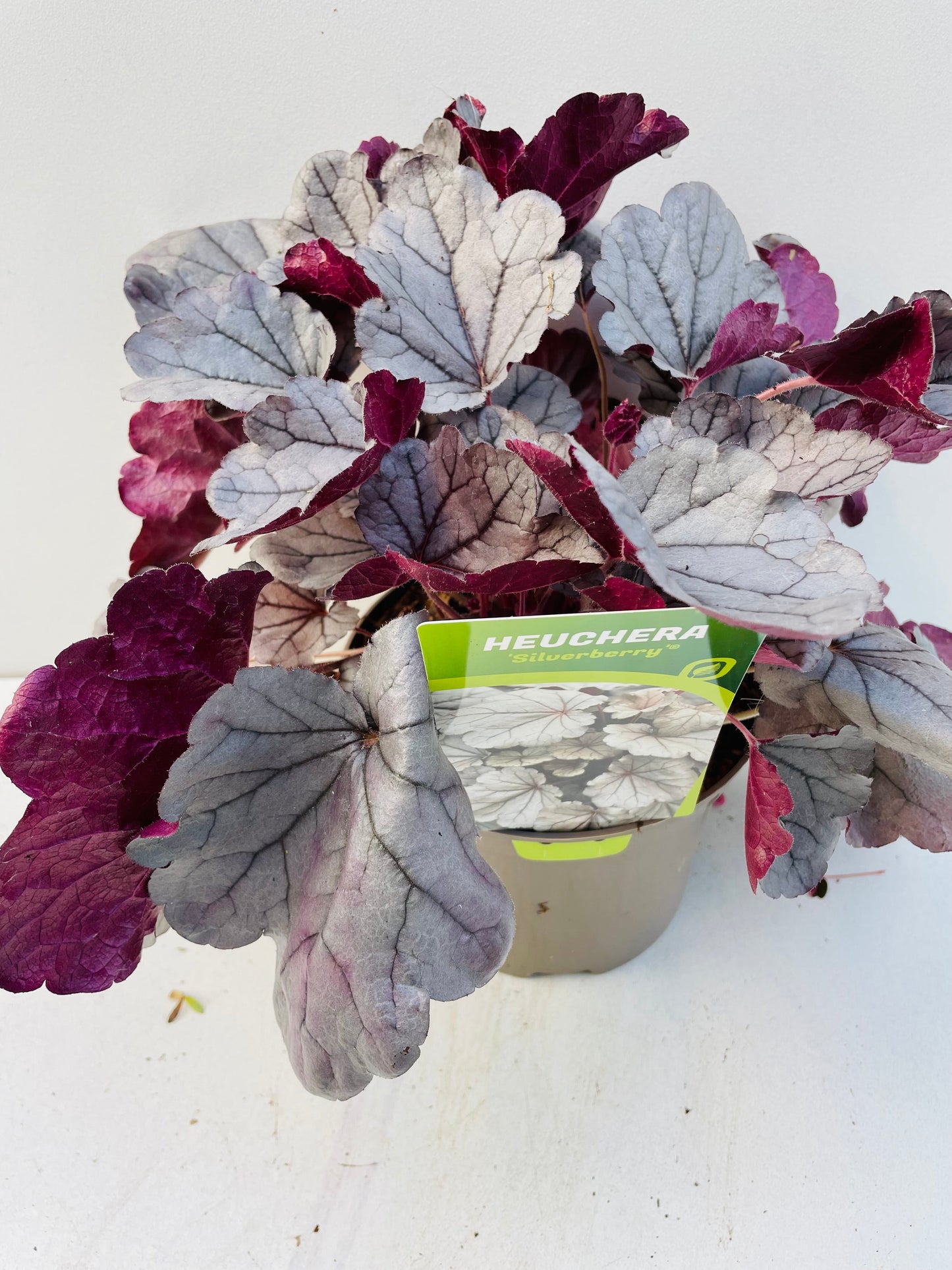 Bilde av HEUCHERA SILVERBERRY-Spanne Plantesalg