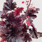 Bilde av Heuchera ‘Timeless Night'-Spanne Plantesalg