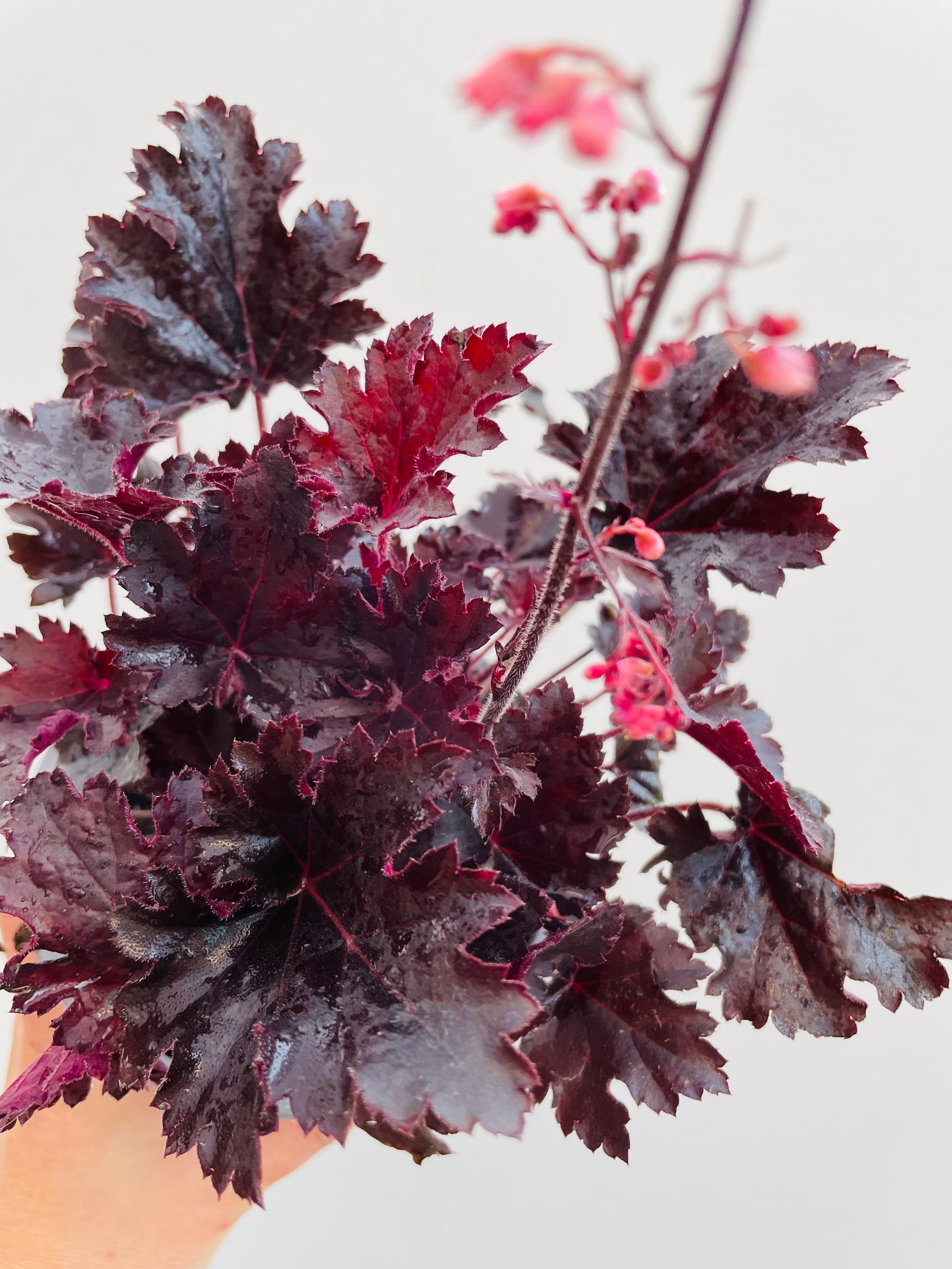Bilde av Heuchera ‘Timeless Night'-Spanne Plantesalg