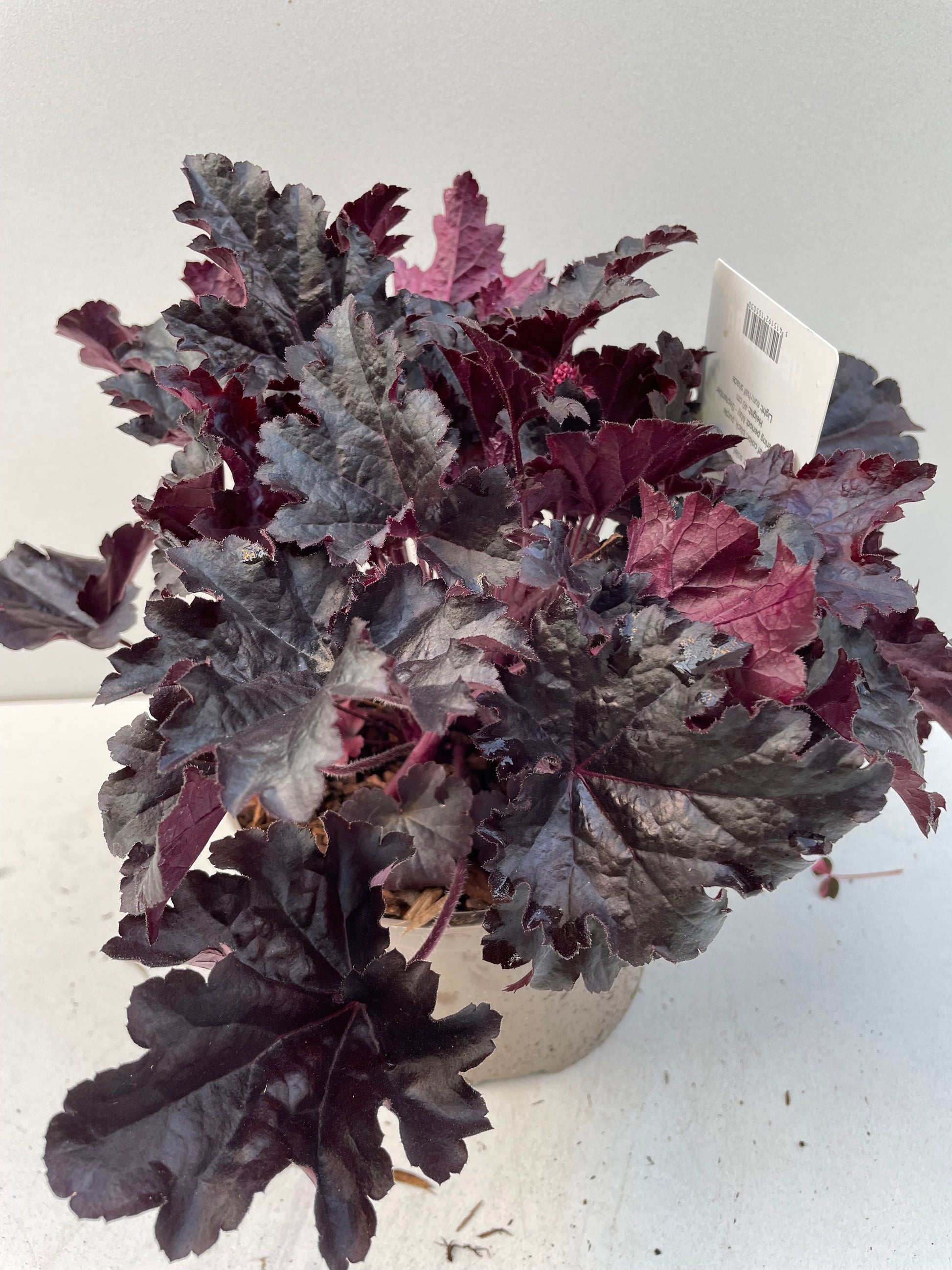 Bilde av HEUCHERA TIMELESS NIGHT-Spanne Plantesalg