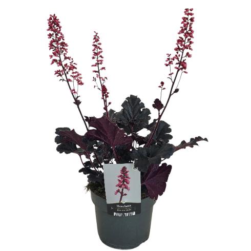 Bilde av Heuchera Timeless Night-Spanne Plantesalg