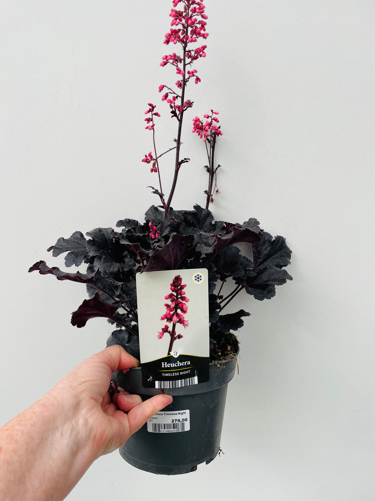 Bilde av Heuchera Timeless Night-Spanne Plantesalg