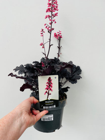 Bilde av Heuchera Timeless Night-Spanne Plantesalg