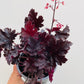 Bilde av Heuchera ‘Timeless Night'-Spanne Plantesalg